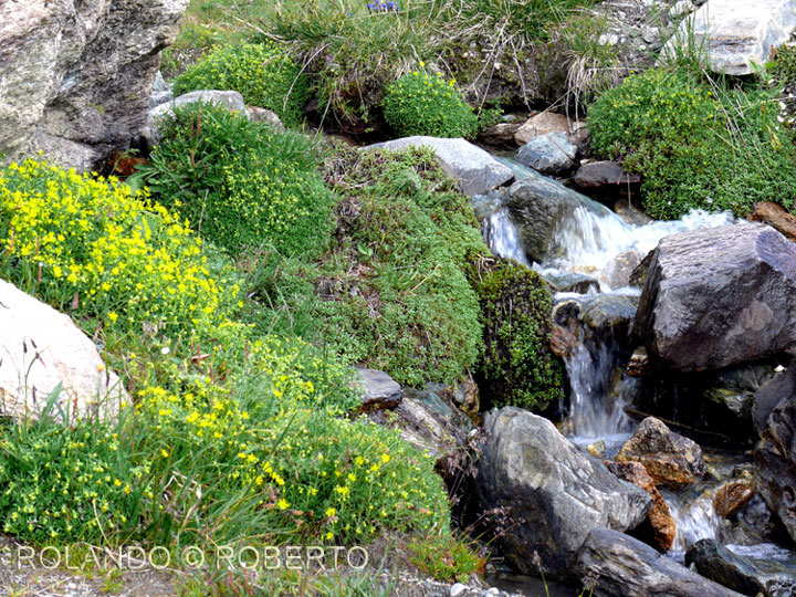 ruscello di montagna