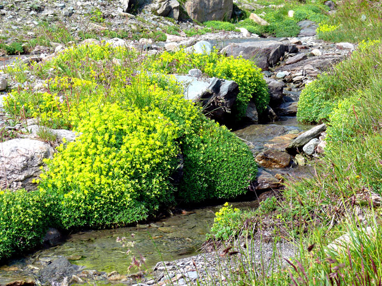 ruscello di montagna