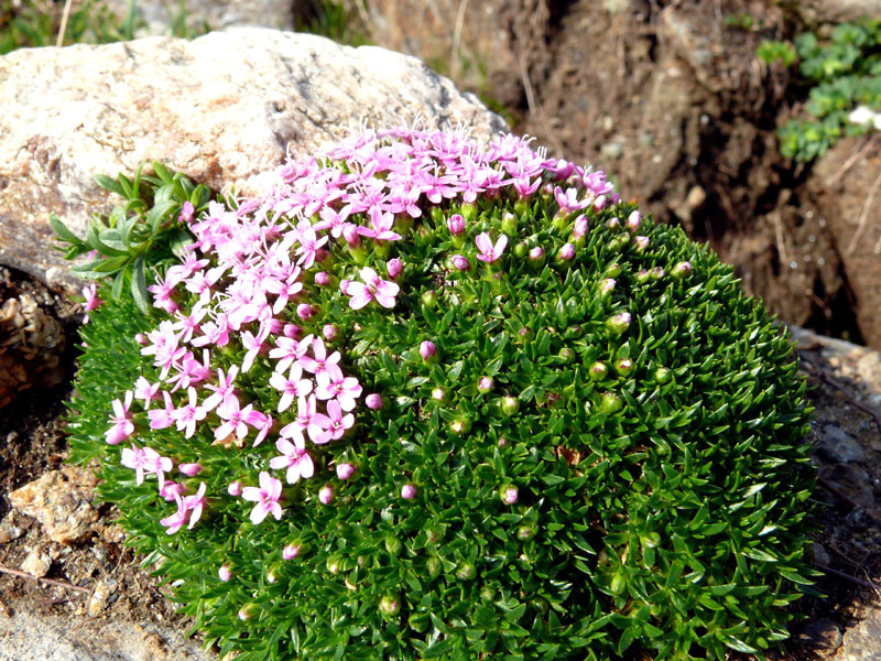 ruscello di montagna