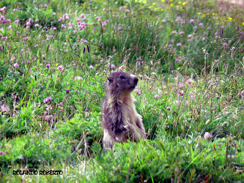 Incontro Ravvicinatissimo - Marmota marmota