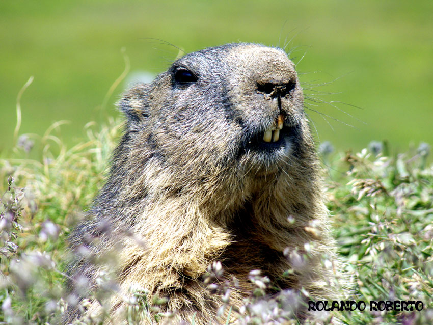 Incontro Ravvicinatissimo - Marmota marmota