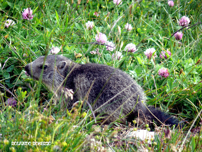 Incontro Ravvicinatissimo - Marmota marmota