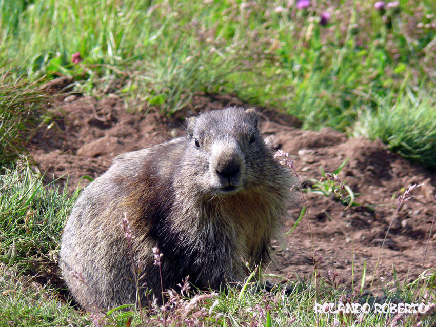 Incontro Ravvicinatissimo - Marmota marmota