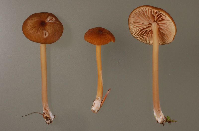 Conferma per Entoloma cetratum.