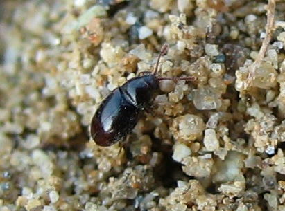 Atomaria sp. (Cryptophagidae)