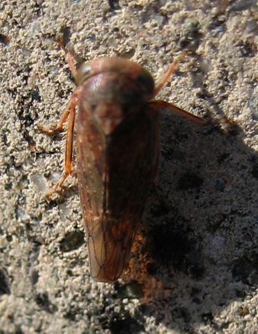 Cicadellidae: Rhytidodus decimusquartus