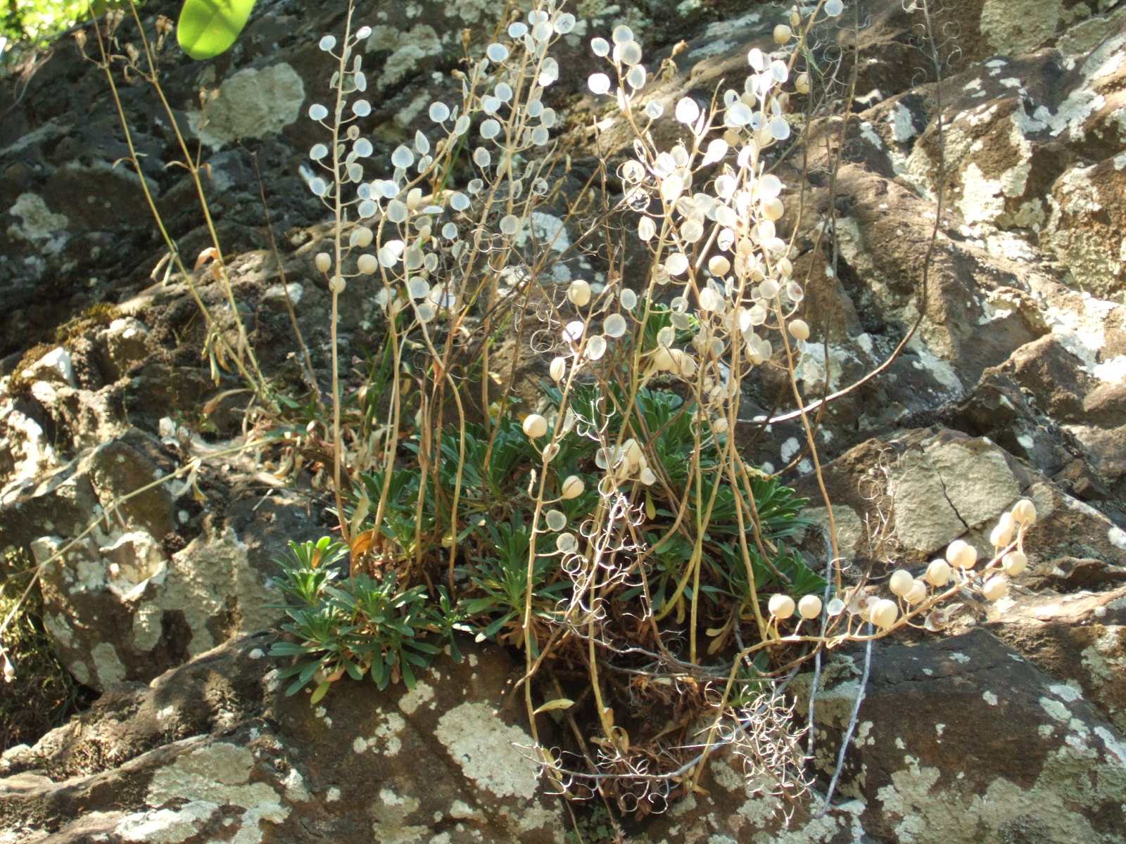 Alyssoides utriculata / Vesicaria maggiore