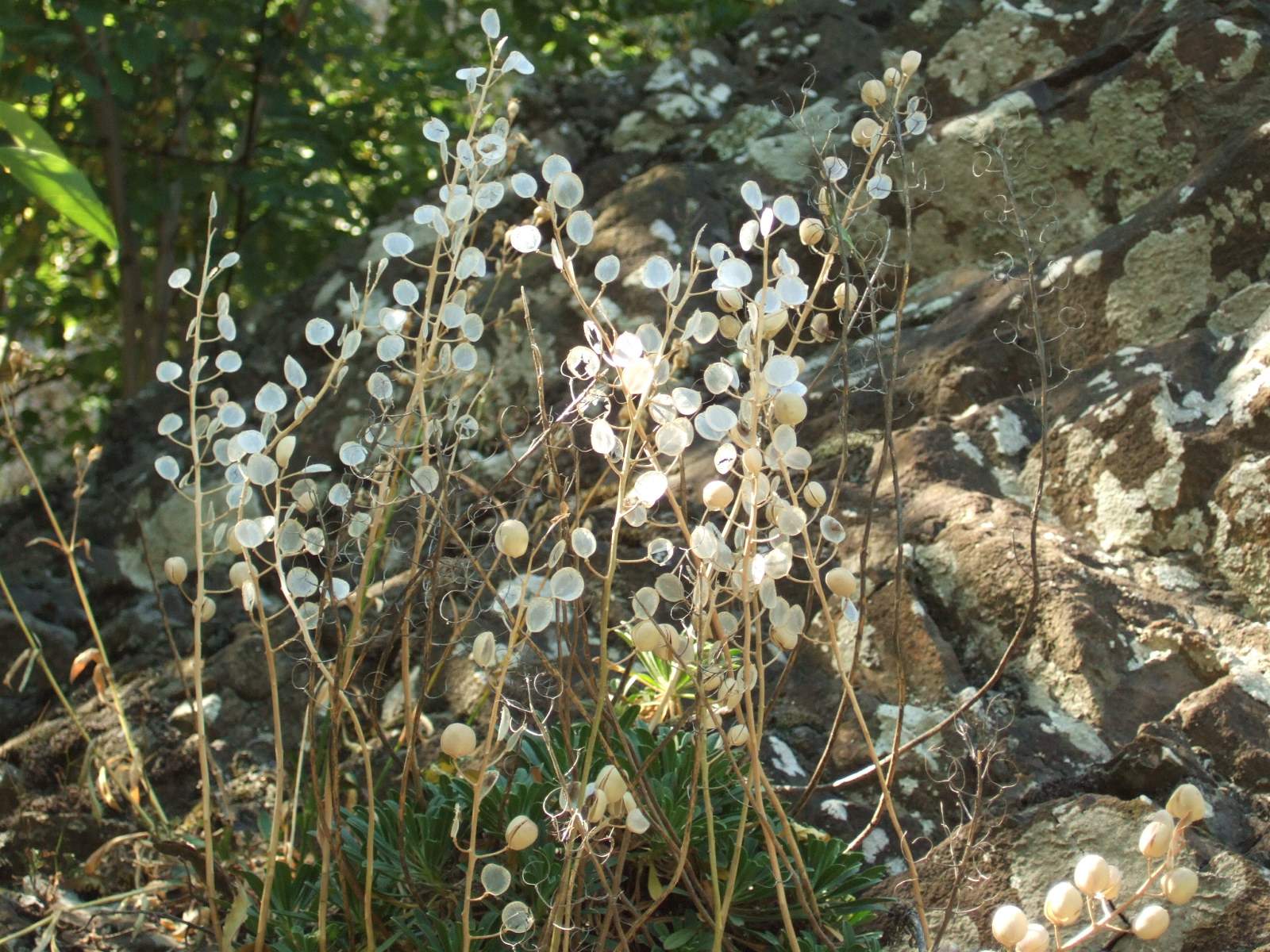 Alyssoides utriculata / Vesicaria maggiore