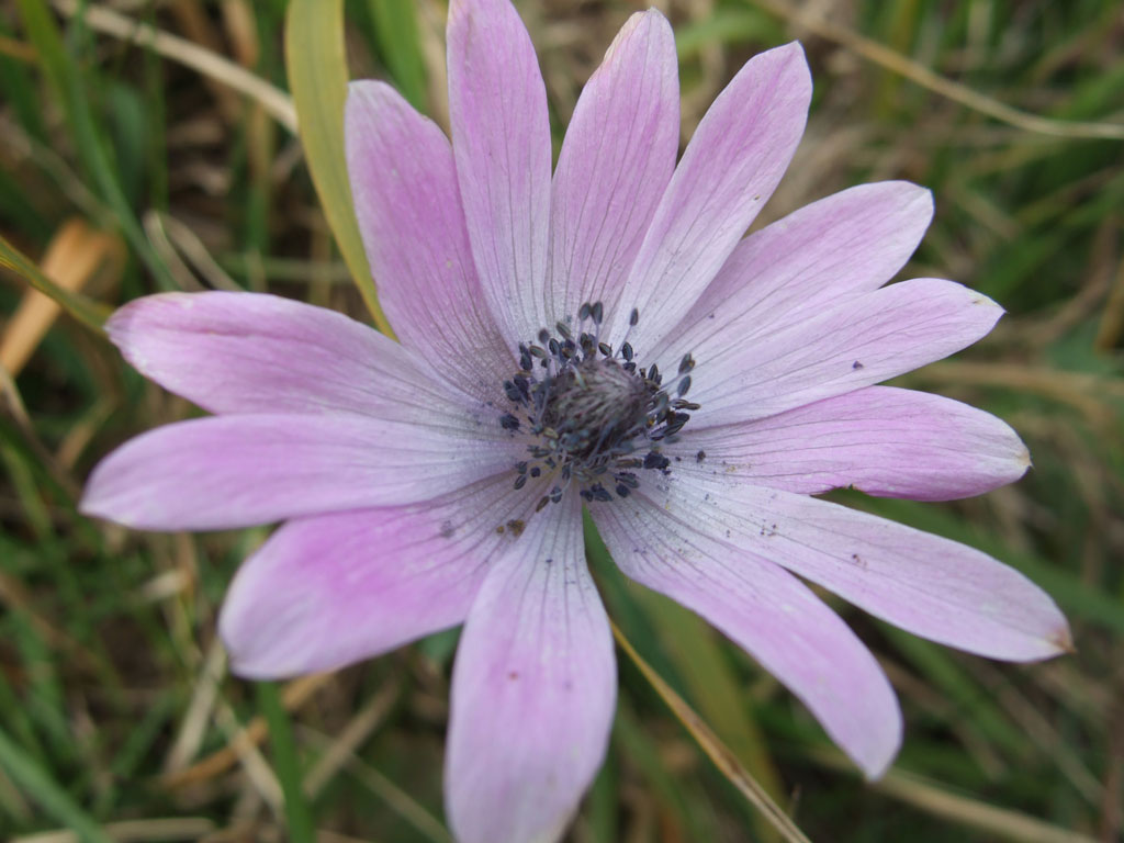 Anemone hortensis / Anemone fior-stella