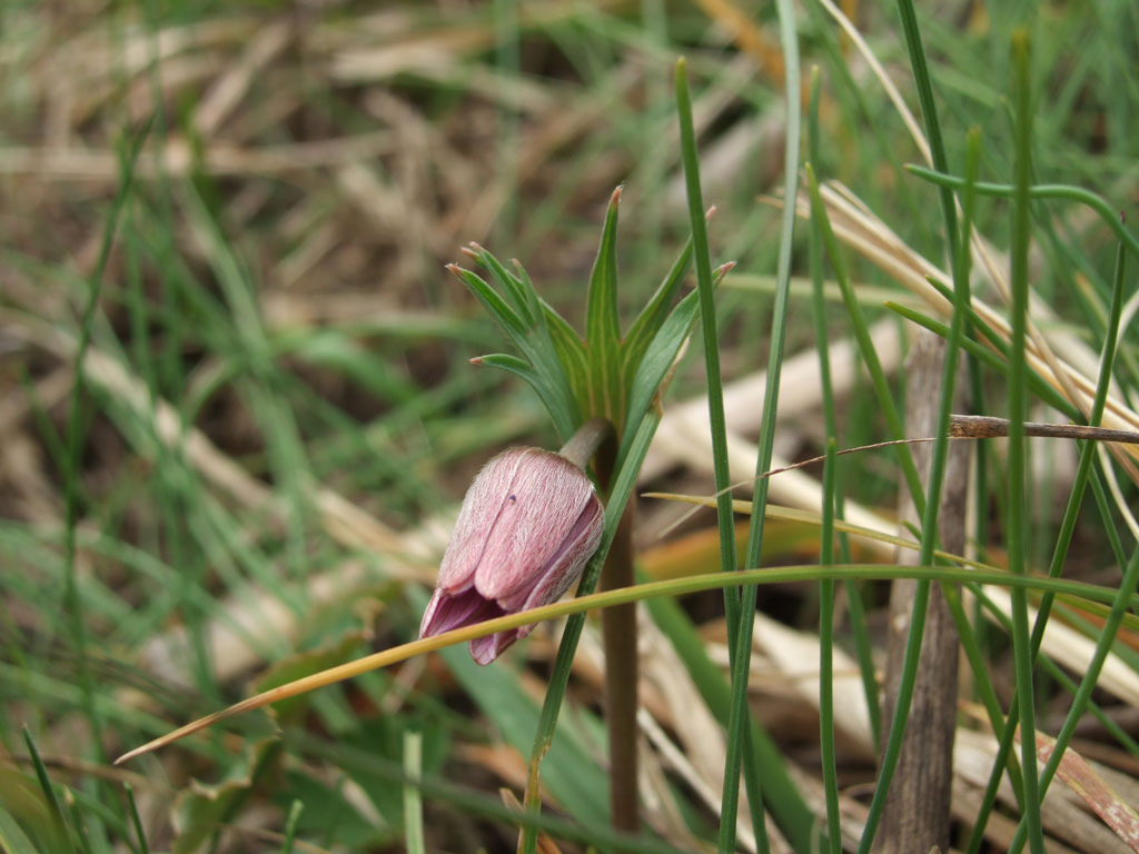 Anemone hortensis / Anemone fior-stella