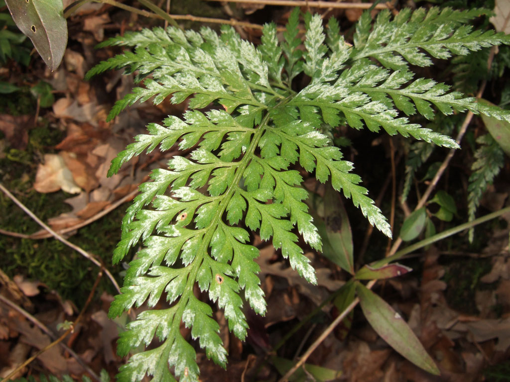 Asplenium adiantum-nigrum