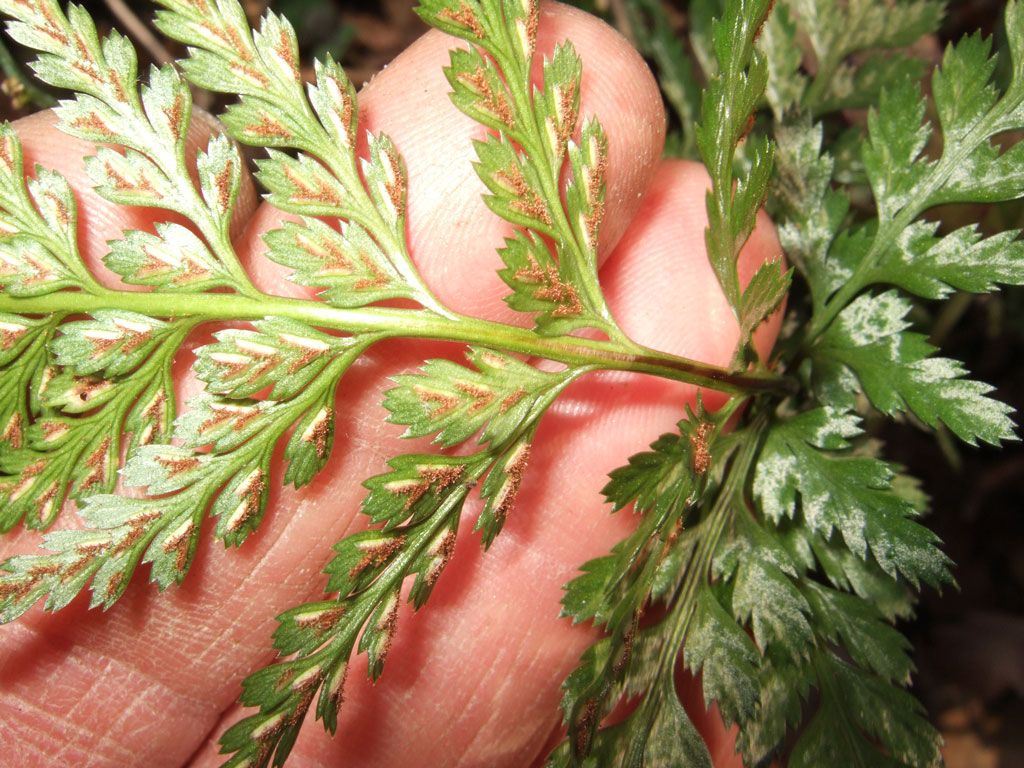 Asplenium adiantum-nigrum