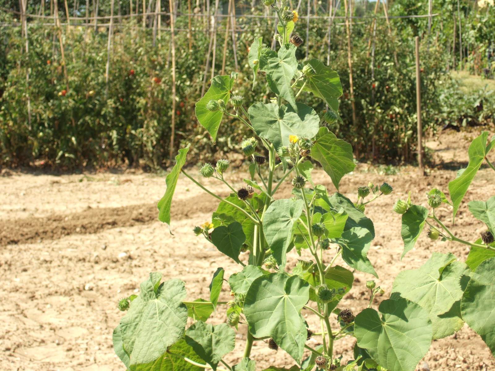 Abutilon theophrasti / Cencio molle