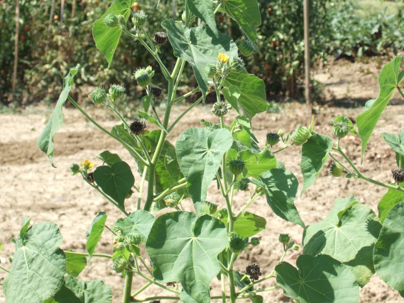 Abutilon theophrasti / Cencio molle