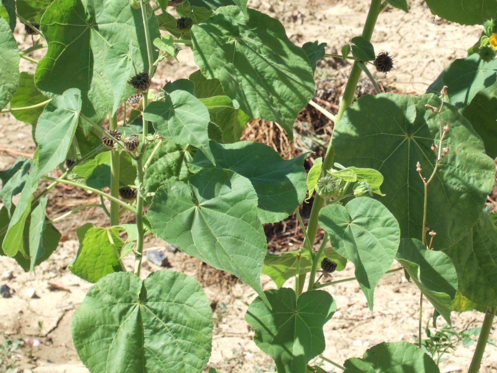 Abutilon theophrasti / Cencio molle