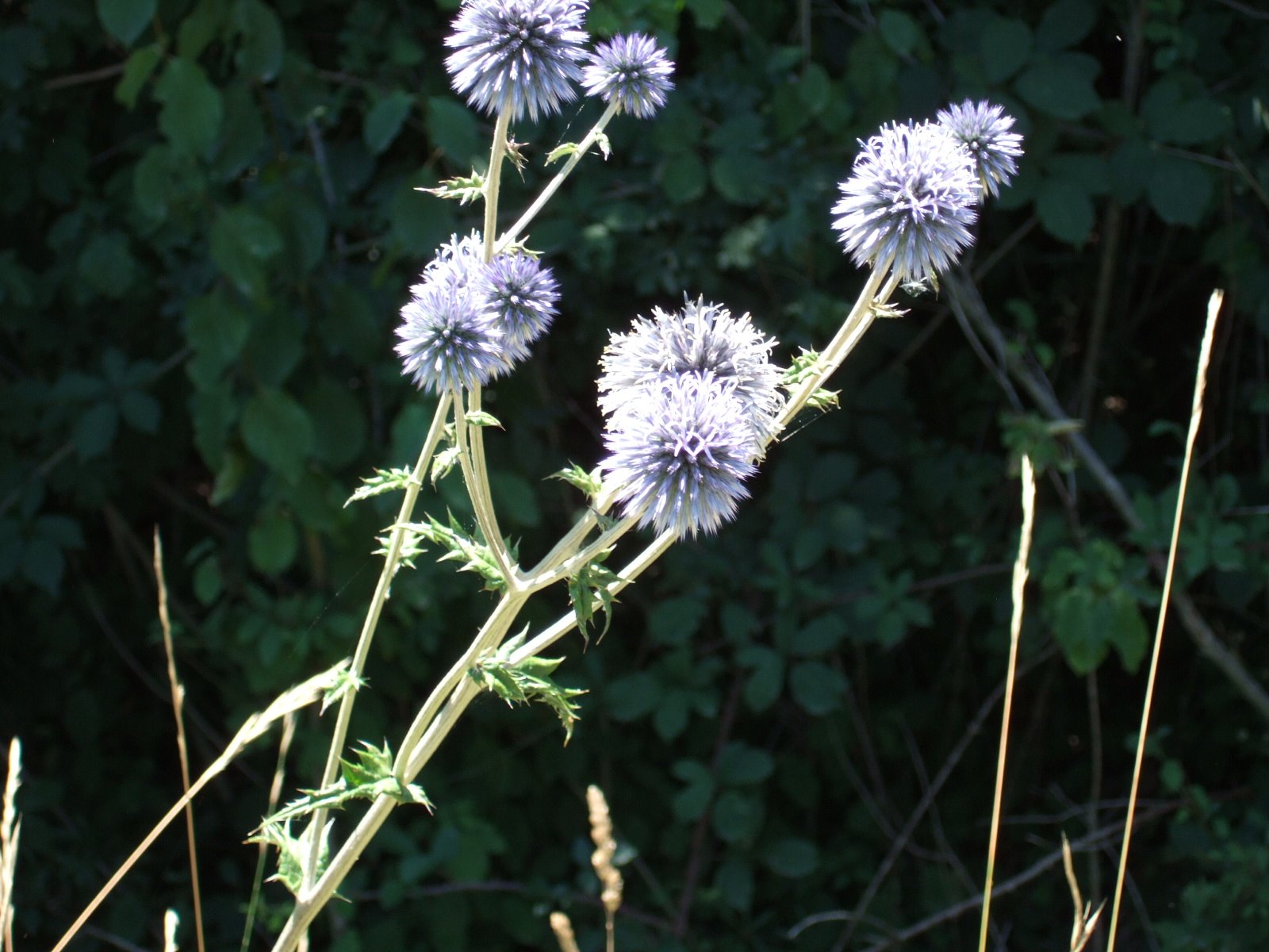 Echinops ritro