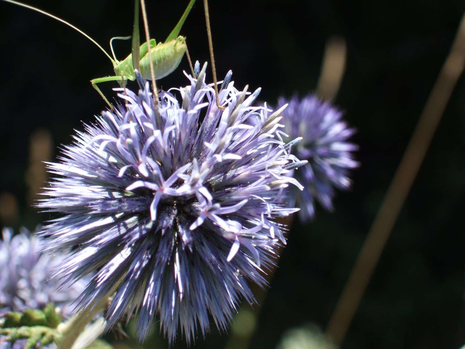 Echinops ritro