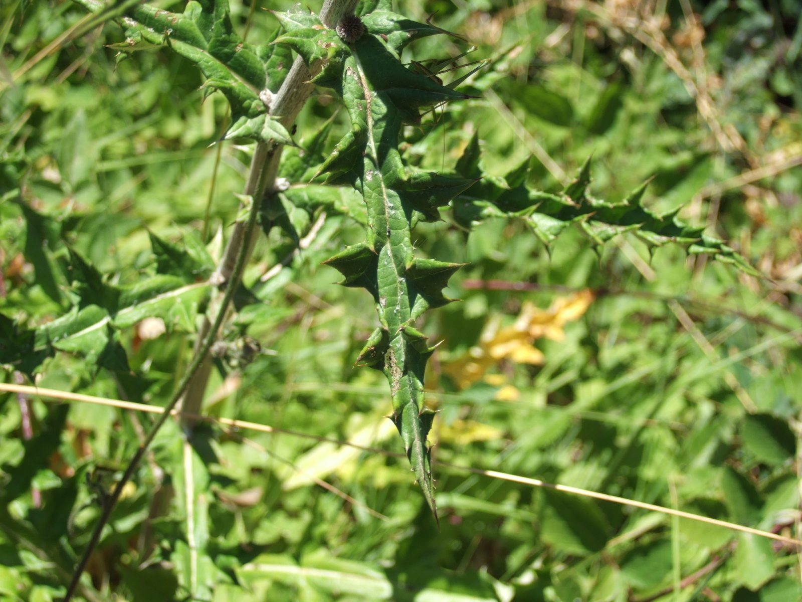 Echinops ritro