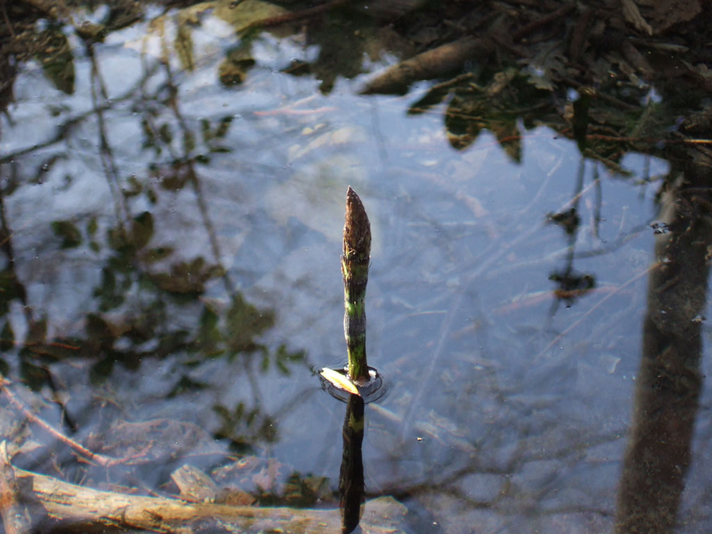 Equisetum sp.