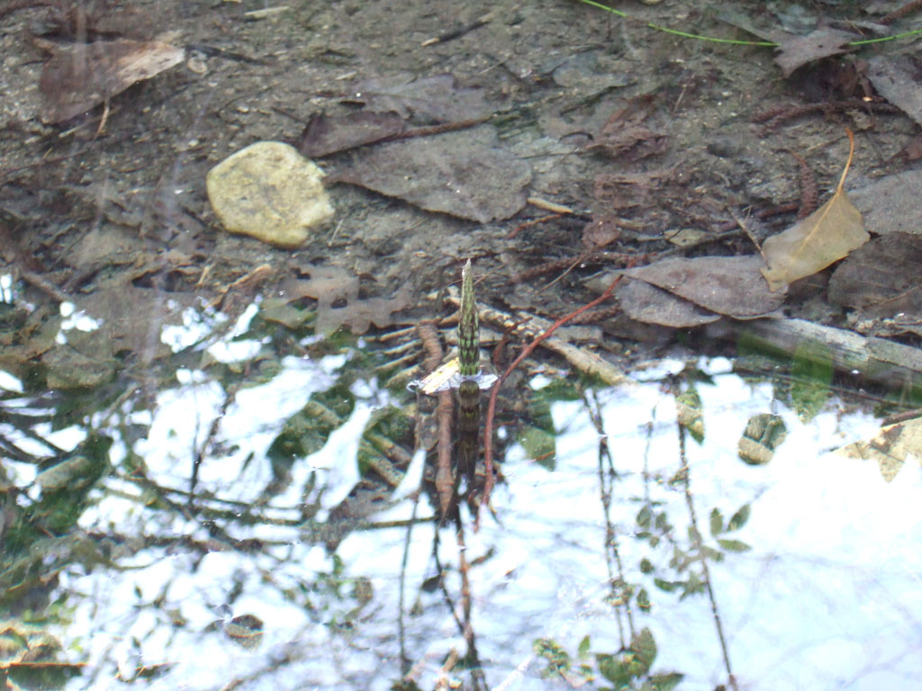 Equisetum sp.