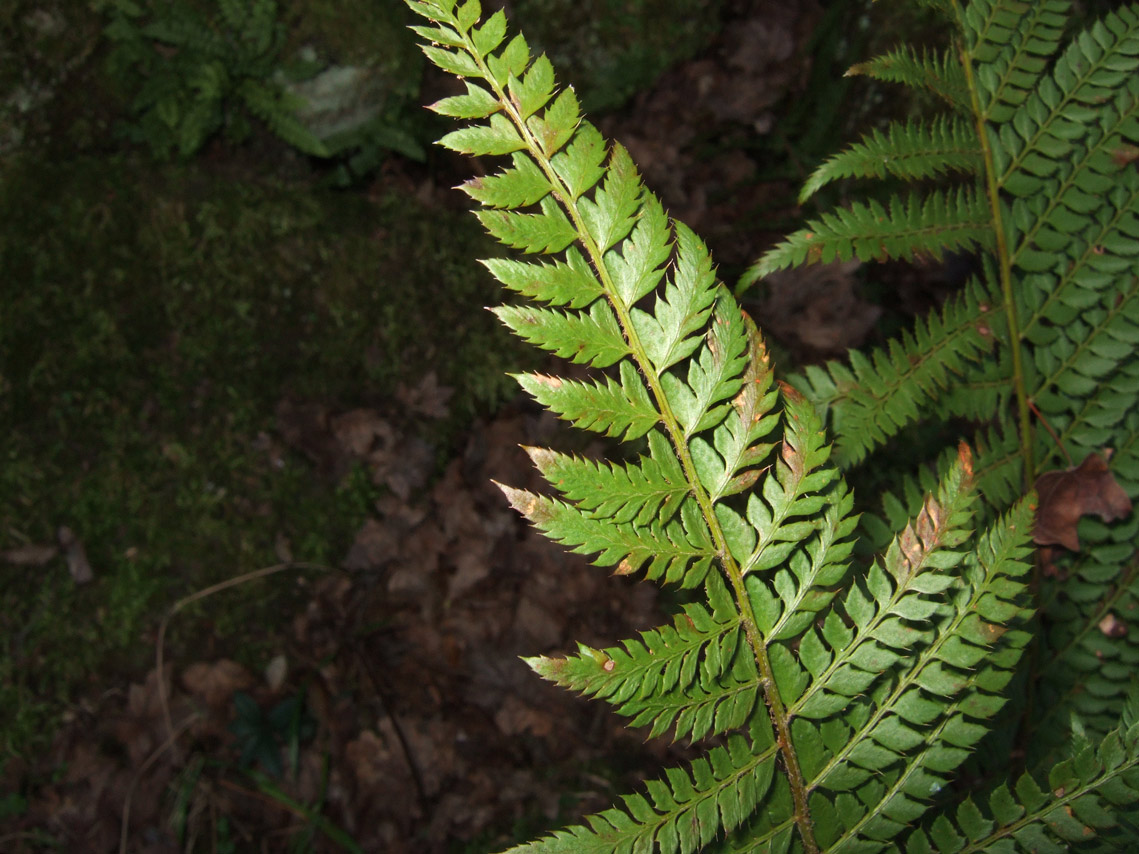 Polystichum setiferum / Felce setifera