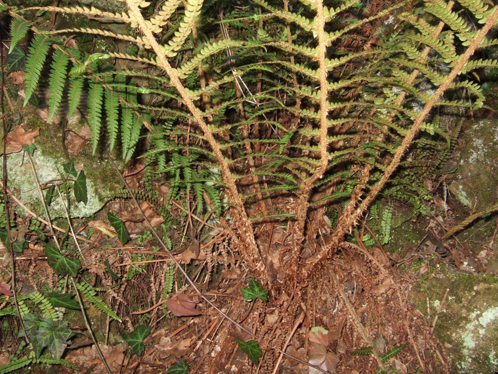 Polystichum setiferum / Felce setifera