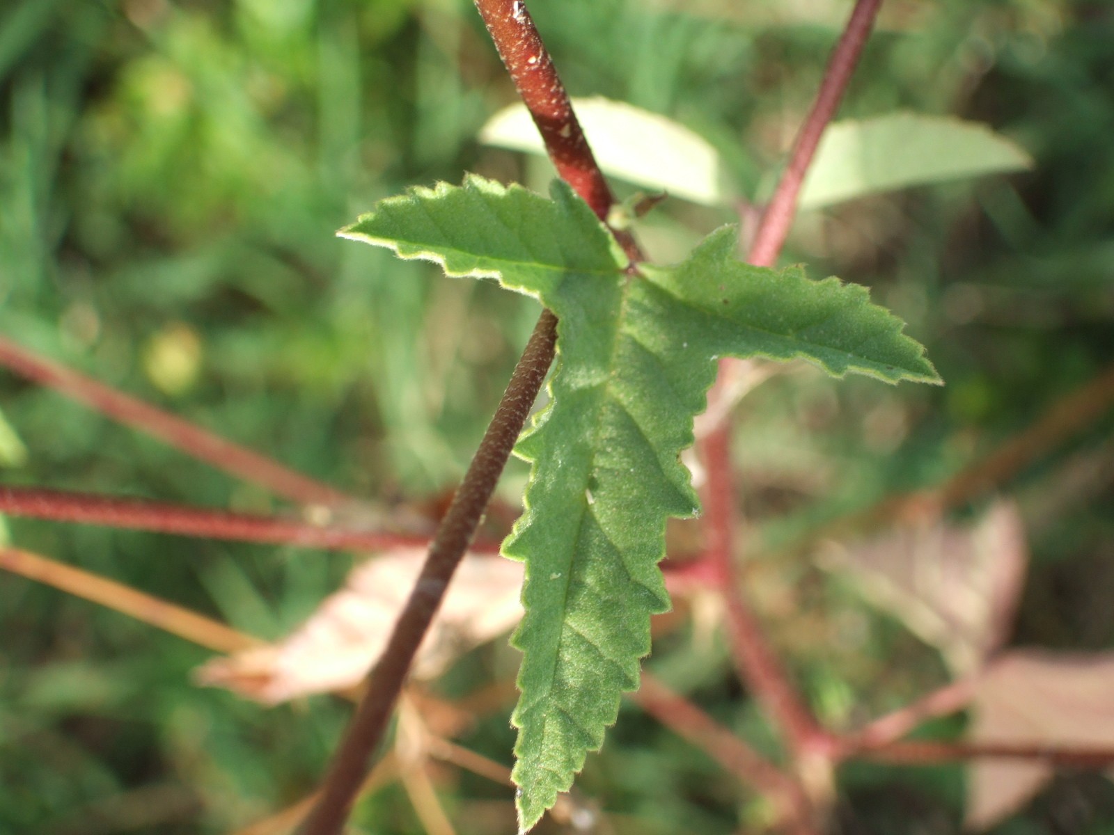 althea officinalis?? no, cfr. Malva punctata