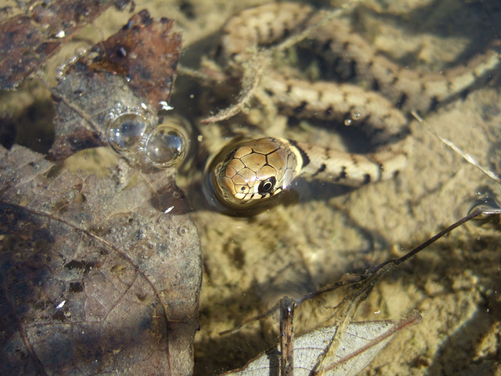 Natrix natrix