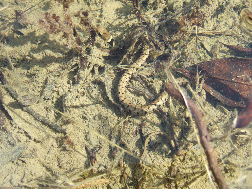 Natrix natrix