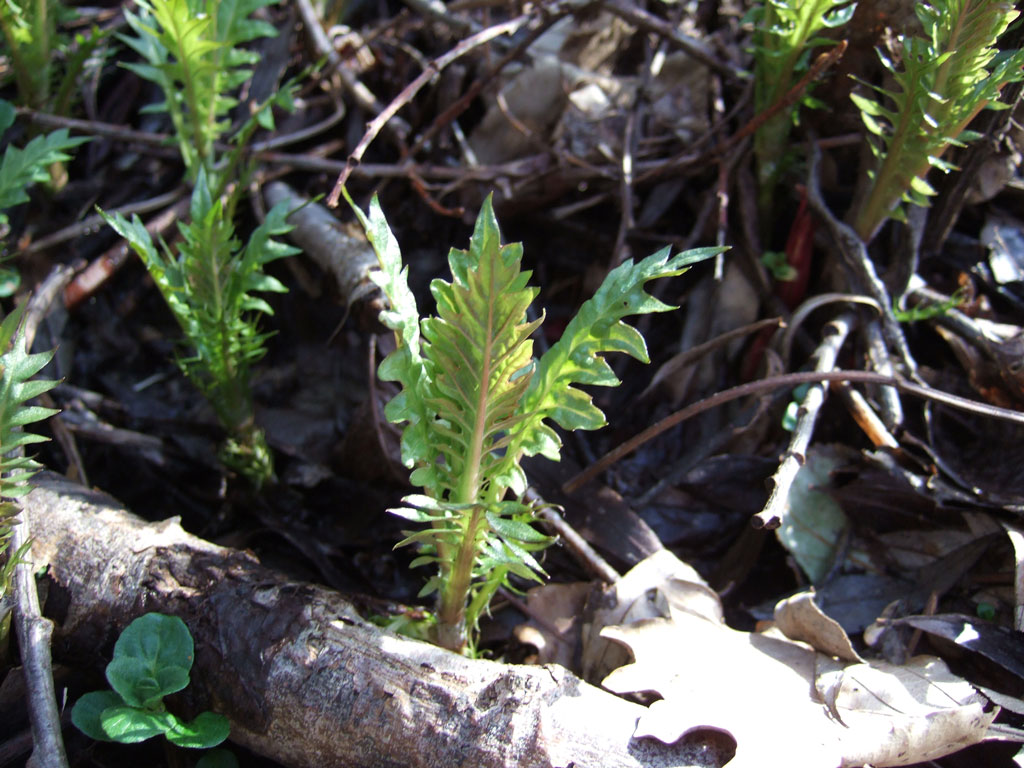Pianta palustre