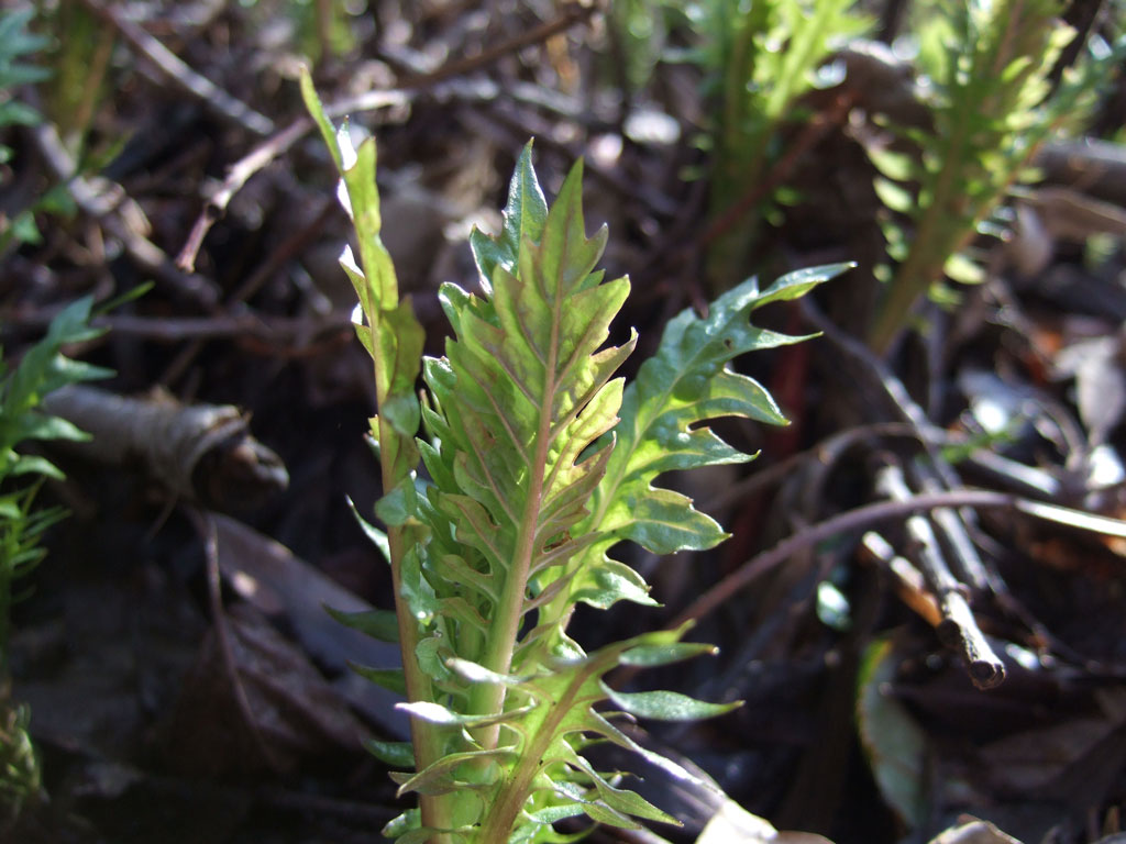 Pianta palustre