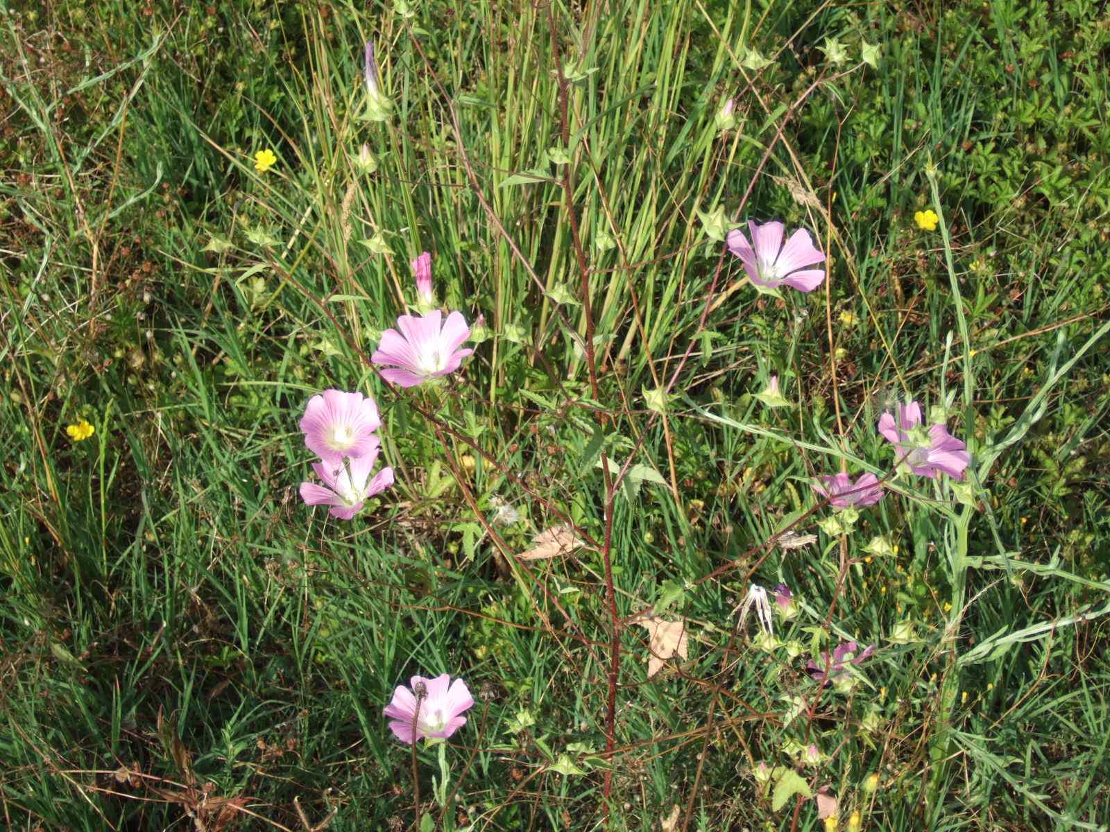 althea officinalis?? no, cfr. Malva punctata