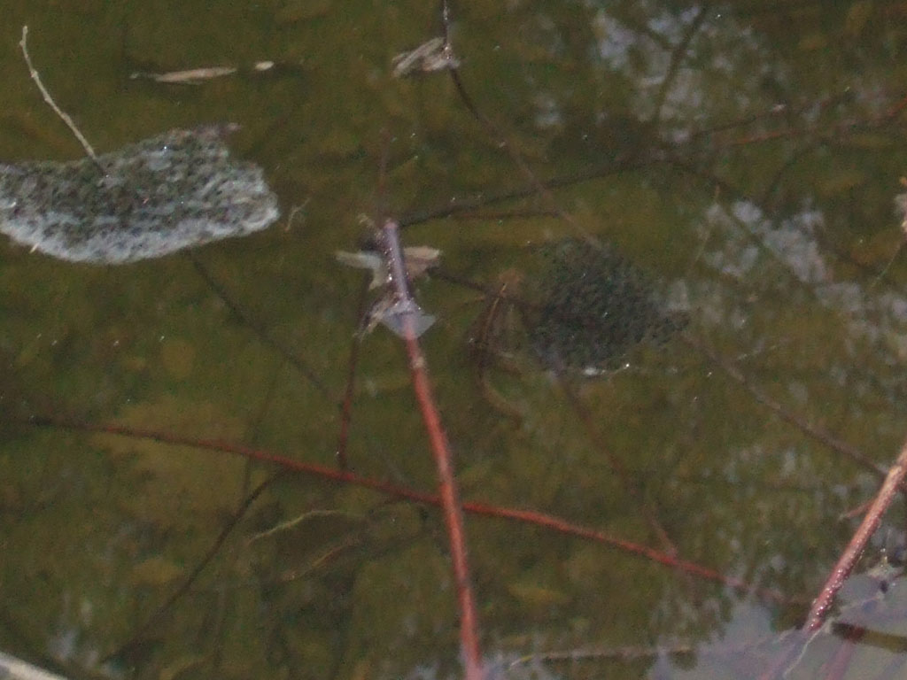 Tritoni! - Lissotriton vulgaris meridionalis