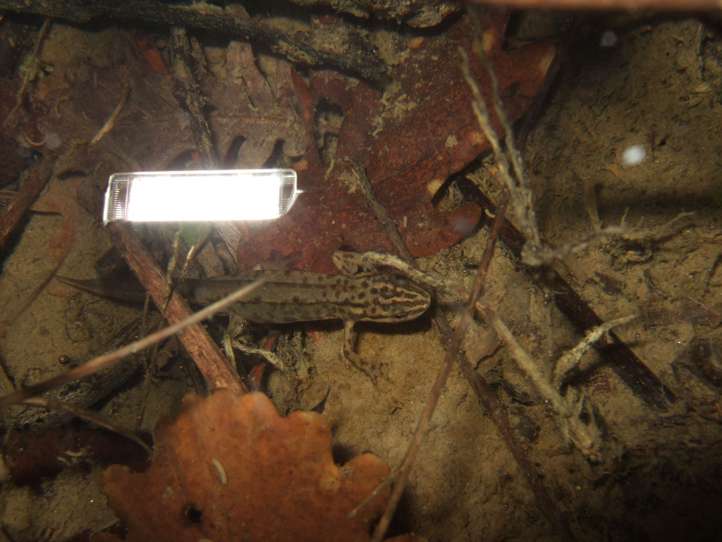 Tritoni! - Lissotriton vulgaris meridionalis