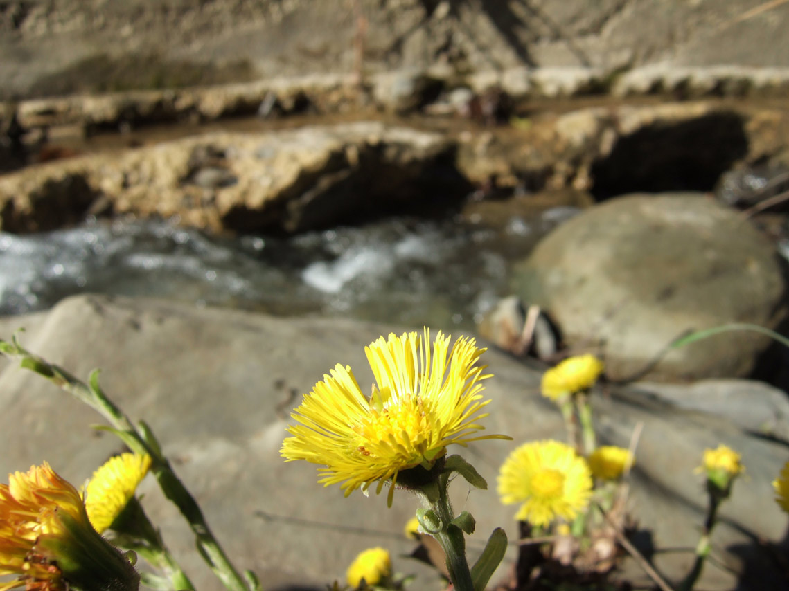 Tussilago farfara / Tossilaggine comune