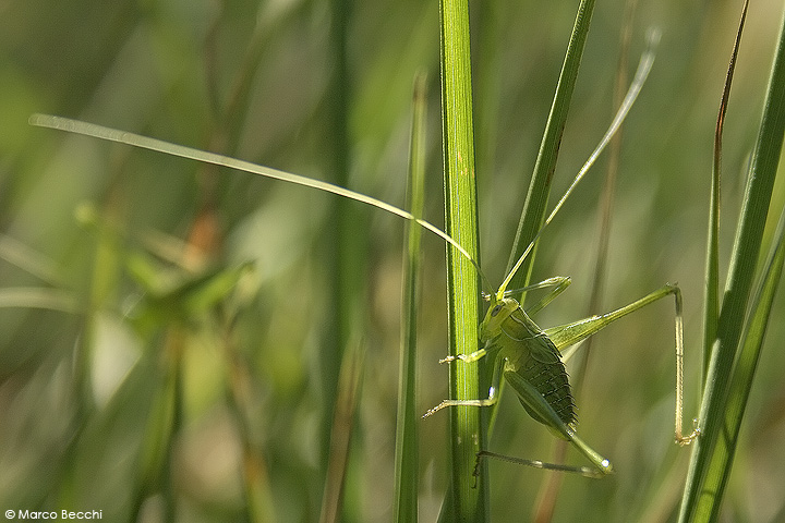 ninfe di Tylopsis liliifolia (Phaneropteridae) e di Platycleis sp. (Tettigoniidae)
