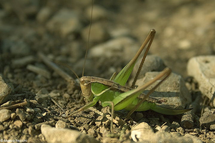 ninfe di Tylopsis liliifolia (Phaneropteridae) e di Platycleis sp. (Tettigoniidae)