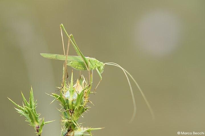 Tylopsis liliifolia