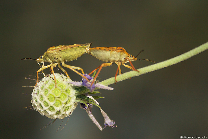 Carpocoris sp. in accoppiamento