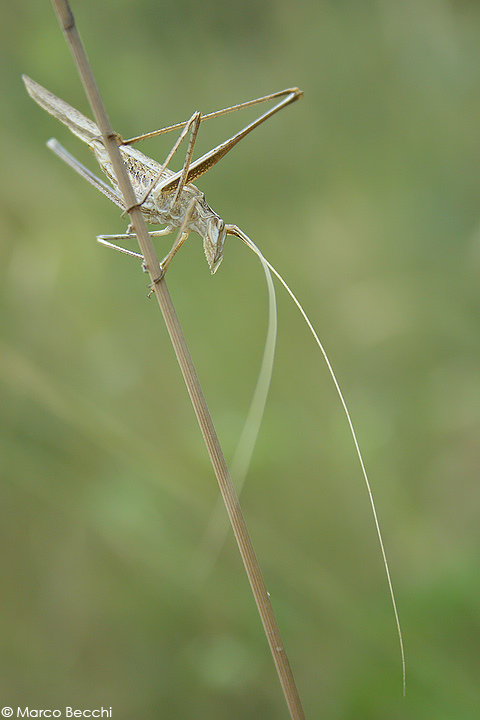 Tylopsis liliifolia
