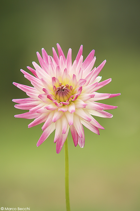 Che fiori sono? Dalia sp.