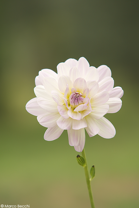 Che fiori sono? Dalia sp.