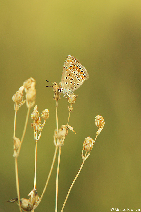 Polyommatus icarus e Polyommatus (Meleageria) coridon