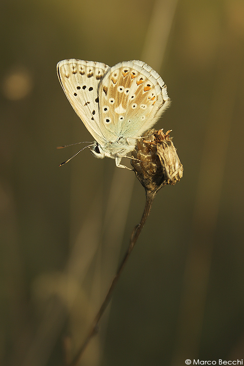 Polyommatus icarus e Polyommatus (Meleageria) coridon