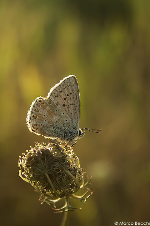 Polyommatus icarus e Polyommatus (Meleageria) coridon