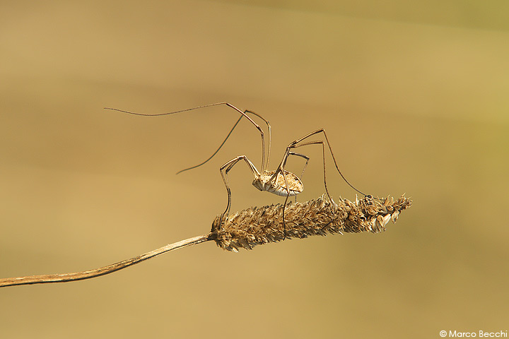 Metaphalangium sp. da Italia