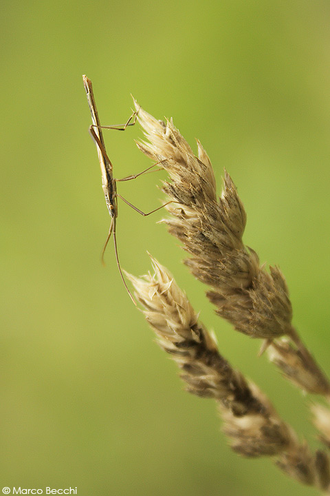 Chorosoma schillingi