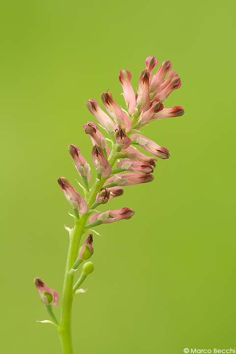 Fumaria e Muscari sp.