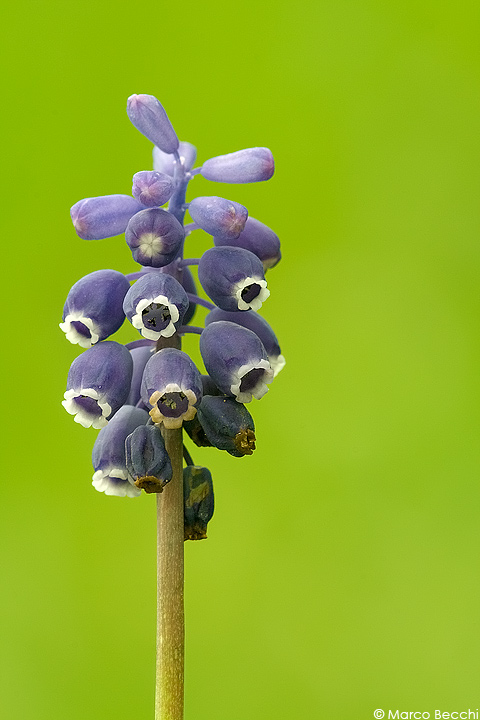 Fumaria e Muscari sp.