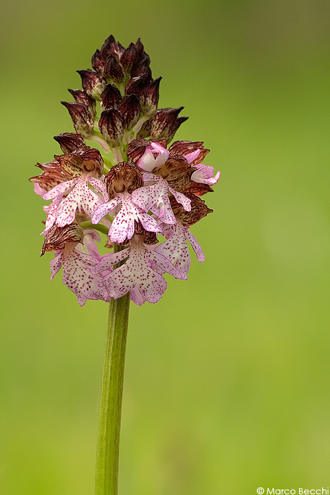 Orchis purpurea